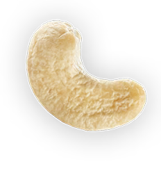 Cashew